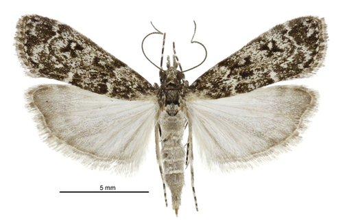 Eudonia philerga photo 3