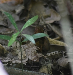 Formicarius moniliger