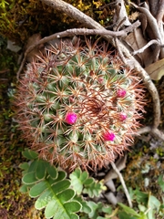 Mammillaria rhodantha fera-rubra
