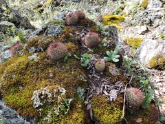 Mammillaria rhodantha fera-rubra