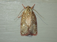 Euchaetis metallota