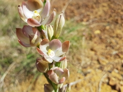 Thelymitra epipactoides
