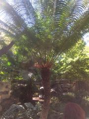 Cycas circinalis