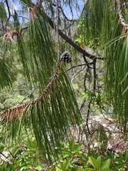 Pinus lumholtzii, photograph author not stated, no rights reserved
