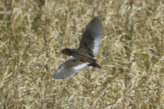 Coturnicops noveboracensis