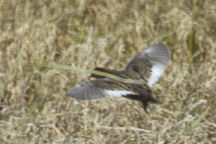 Coturnicops noveboracensis