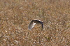 Coturnicops noveboracensis