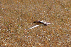 Coturnicops noveboracensis