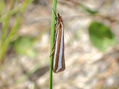 Corynophora lativittalis