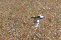 Coturnicops noveboracensis