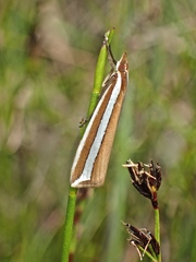 Corynophora lativittalis