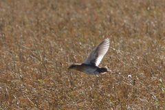 Coturnicops noveboracensis