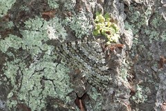 Entephria caesiata