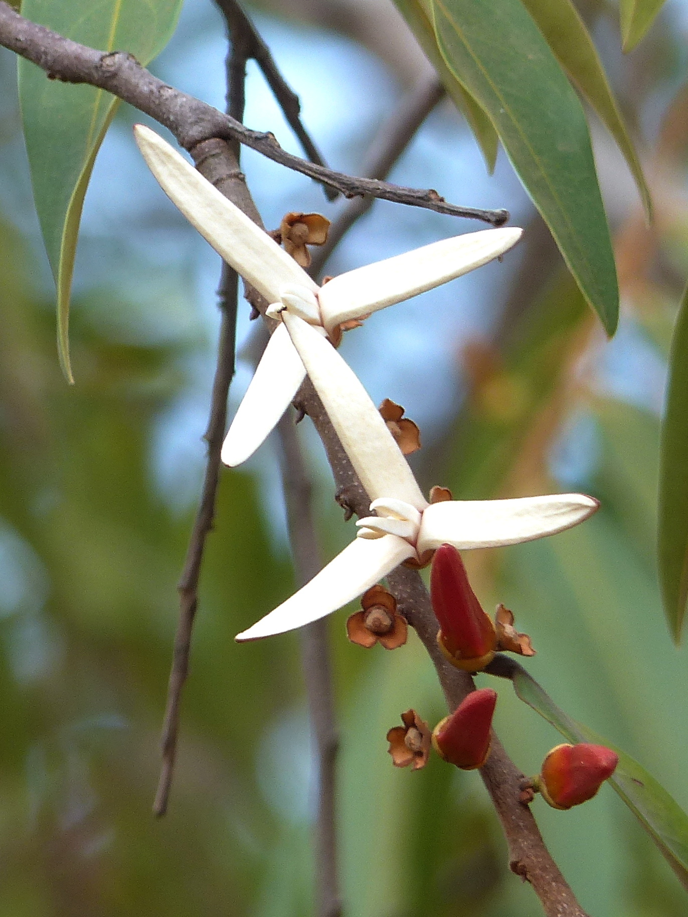 Xylopia aromatica