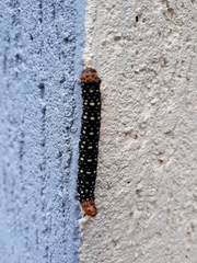 Xanthopastis timais