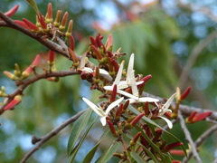Xylopia aromatica