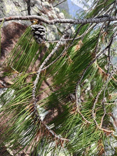 Pinus lumholtzii, photograph 6