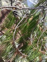 Pinus lumholtzii, photograph author not stated, no rights reserved