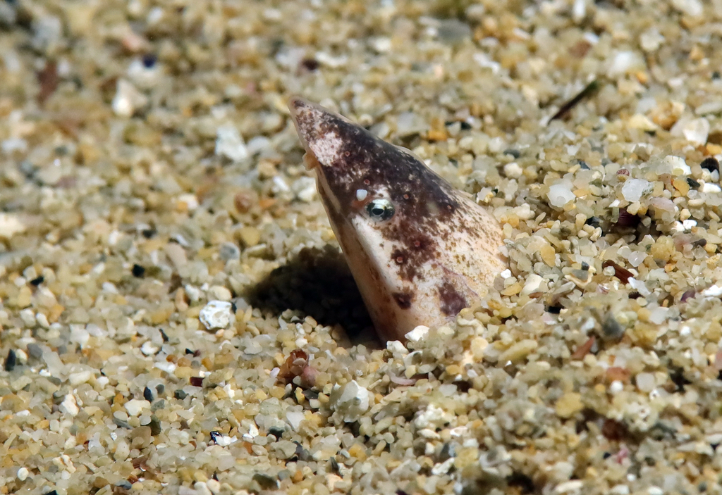 European finless eel (Apterichtus caecus) — Ophichthidae