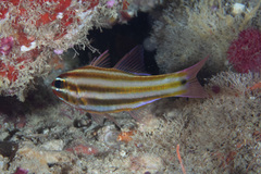 Ostorhinchus angustatus