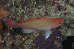 Pseudanthias hypselosoma
