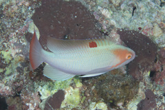 Pseudanthias hypselosoma