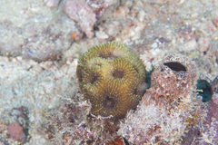 Acanthastrea