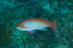 Pseudanthias cooperi