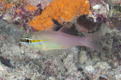 Ostorhinchus apogonoides