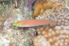 Pseudojuloides splendens