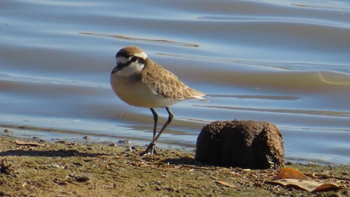 Chorlitejo pecuario (Charadrius pecuarius)