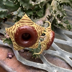Huernia zebrina