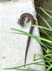 Elgaria multicarinata