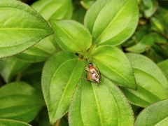 Homoeoxipha lycoides