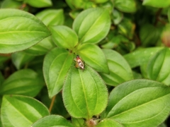 Homoeoxipha lycoides