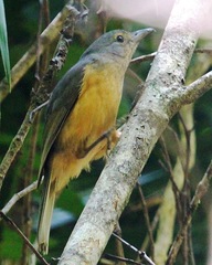 Colluricincla boweri