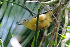 Colluricincla boweri