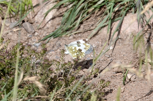 Eastern Bath White