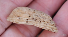 Acar plicata