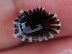 Siphonaria normalis