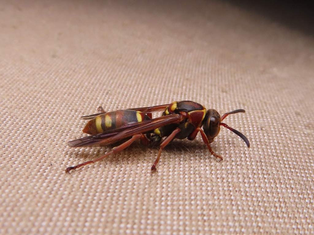 Polistes snelleni