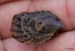 Isognomon