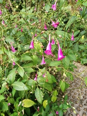 Strobilanthes hamiltoniana