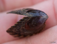 Isognomon