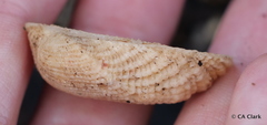 Acar plicata