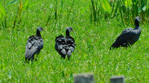 Northern Screamer
