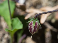 Viola sieberiana