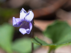 Viola sieberiana