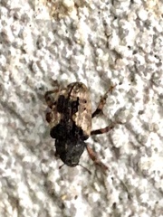 Cryptorhynchus fuscatus