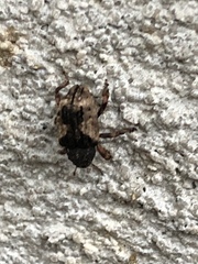 Cryptorhynchus fuscatus